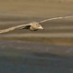 Larus hiperboreus, praia de Vares (30-12-2016)