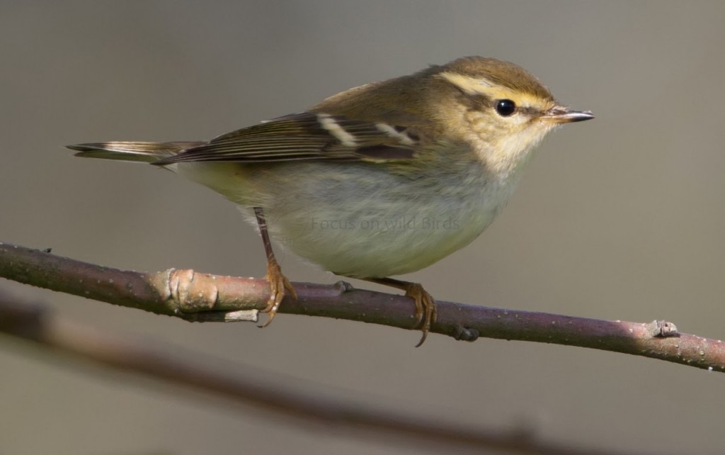 Phylloscopus inornatus Bares 121013-20
