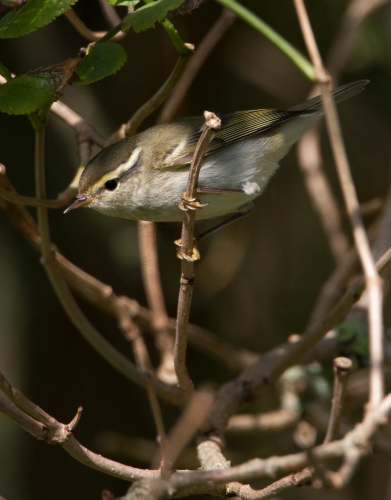 Phylloscopus inornatus Bares 121013-21