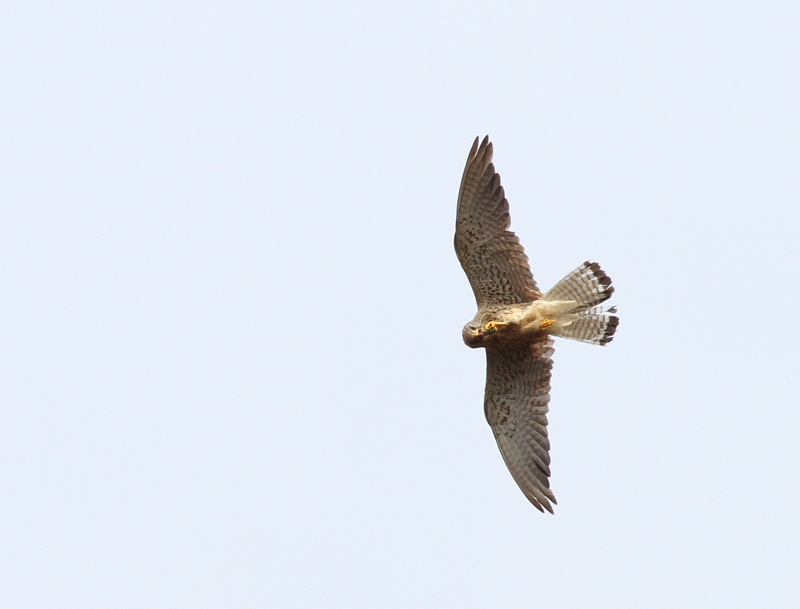 falco.naum