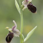 Ophrys x nouletii. Villasana de Mena.19-05-2016