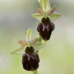 Ophrys x nouletii. Villasana de Mena.22-05-2016