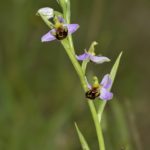 Ophrys apifera. O Barqueiro (Mañón) 24-05-15