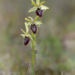 Ophrys incubacea, Serra da Enciña da Lastra (Ourense). 17-04-15