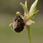 Ophrys Kallaikia.5-04-18. O Vicedo