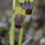 Ophrys bilunulata. Villasana de Mena (Burgos) 5-04-2016