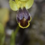 Ophrys bilunulata. Villasana de Mena (Burgos) 5-04-2016