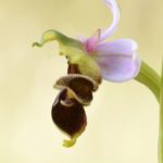 4 Ophrys ×minuticauda, Valle de Mena 2016 (Burgos)
