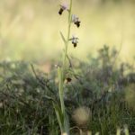 4 Ophrys ×minuticauda, Valle de Mena 2016 (Burgos)