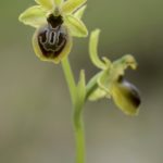 Ophrys riojana (La Rioja) 2-06-2016