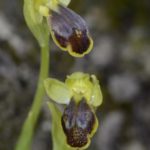 Ophrys bilunulata. Villasana de Mena (Burgos) 8-04-2016