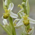 Ophrys apifera, Valle de Mena Burgos.4-06-16