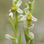 Ophrys apifera, Valle de Mena Burgos.4-06-16