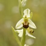 Ophrys apifera, Valle de Mena Burgos.6-06-16