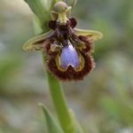 Ophrys speculum (Haro, La Rioja) 13-04-16