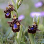 Ophrys speculum (Haro, La Rioja) 13-04-16