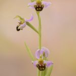 Ophrys apifera. O Barqueiro (Mañón) 9-06-16
