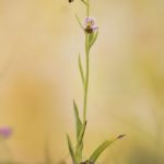 Ophrys apifera. O Barqueiro (Mañón) 9-06-16