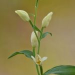 Cephalanthera damasonium, Valle de Mena (Burgos) 8-05-16