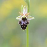 Ophrys x nouletii. Villasana de Mena.12-05-2016
