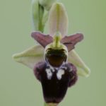 Ophrys x nouletii. Villasana de Mena.12-05-2016