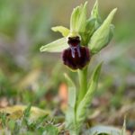 Ophrys Kallaikia. O Vicedo 2022