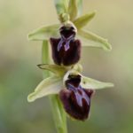 Ophrys Kallaikia. O Vicedo 2022