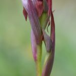 Serapias parviflora. O vicedo, 30-05-22