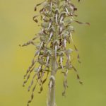 Himantoglossum hircinum. Valle de Losa, Burgos, 16-06.2016.