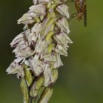 Neotinea maculata Valle de Mena 1-05-2016