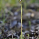 Neotinea maculata Valle de Mena 4-05-2016