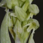 Neotinea maculata hipocrómina (9-05-2016) Villabasil, Burgos