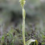 Neotinea maculata hipocrómina (9-05-2016) Villabasil, Burgos