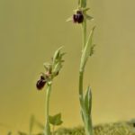 Ophrys Kallaikia. Mañón (14-04-18)