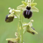 Ophrys Kallaikia. Mañón (16-04-18)