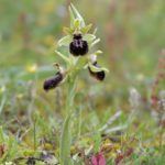 Ophrys Kallaikia
