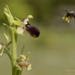 Pseudocópula de Andrena nitida subsp. hispaniola sobre Ophrys Kallaikia, O Vicedo (6-04-17)