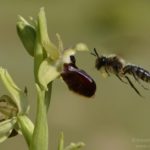 Pseudocópula de Andrena nitida subsp. hispaniola sobre Ophrys Kallaikia, O Vicedo (6-04-17)