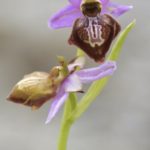 Ophrys aveyronensis. Bercedo(Burgos) 4-06-2016
