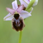 Ophrys aveyronensis. Villasasana de Mena, (Burgos)20-05-2016