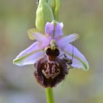 Ophrys aveyronensis. Villasasana de Mena, (Burgos)22-05-2016