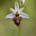 Ophrys aveyronensis. Villasasana de Mena, (Burgos)22-05-2016