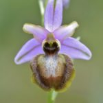 Ophrys aveyronensis. Villasasana de Mena, (Burgos)23-05-2016
