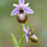Ophrys aveyronensis. Villasasana de Mena, (Burgos)23-05-2016