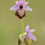 Ophrys aveyronensis. Villasasana de Mena, (Burgos)25-05-2016