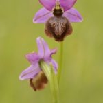 Ophrys aveyronensis. Villasasana de Mena, (Burgos)25-05-2016