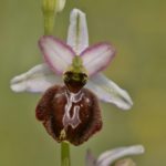 Ophrys aveyronensis. Villasasana de Mena, (Burgos)6-06-2016