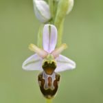 Ophrys castellana x scolopax (Ophrys x vanlookeniana) 25-05-2016