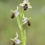 Ophrys castellana x scolopax (Ophrys x vanlookeniana) 25-05-2016