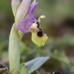 Ophrys ficalhoana, Villasana de Mena (Burgos) 1-04-16
